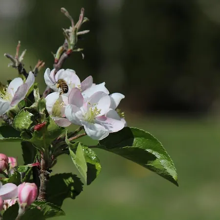 Bed & Breakfast Verger Plein Soleil Saint-Pierre