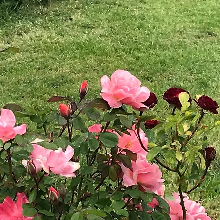 Verger Plein Soleil Oda ve Kahvaltı