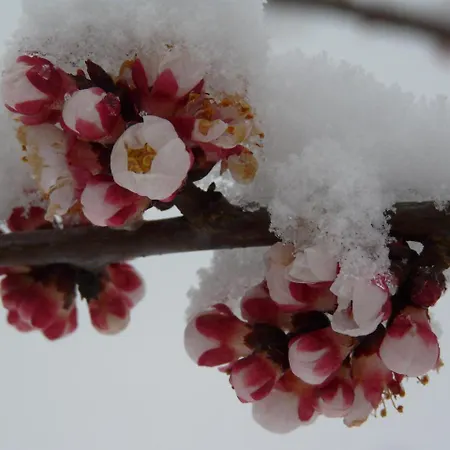韦尔热普莱因马戏团住宿加早餐旅馆 住宿加早餐酒店