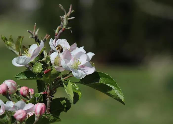 Bed & Breakfast Verger Plein Soleil Saint-Pierre