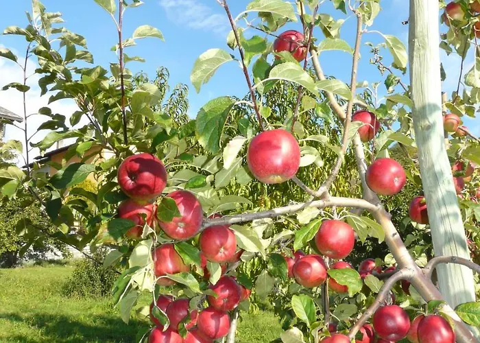 Verger Plein Soleil 4* Saint-Pierre